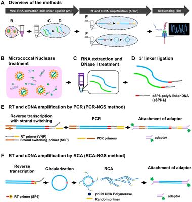 Rapid whole genome sequencing methods for RNA viruses